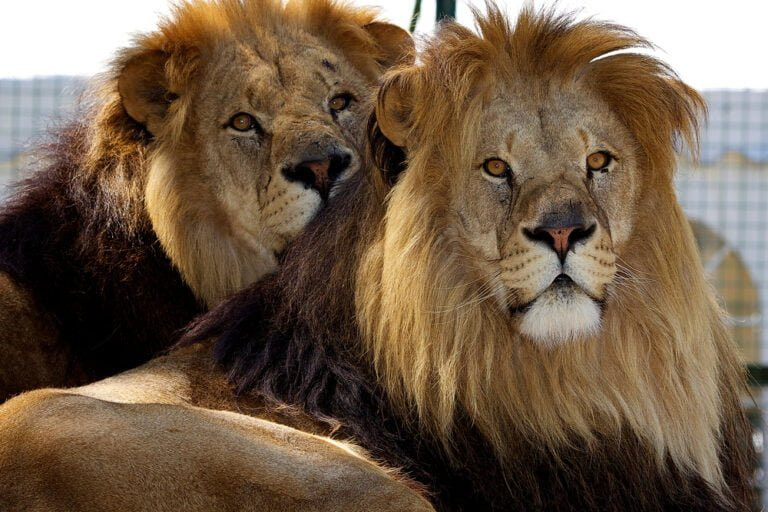 Martinair Cargo transports two lions to to South Africa