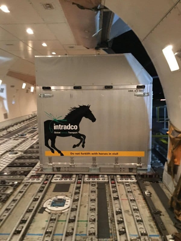 Magma Aviation and Intradco Global team up to transport 34 endurance horses